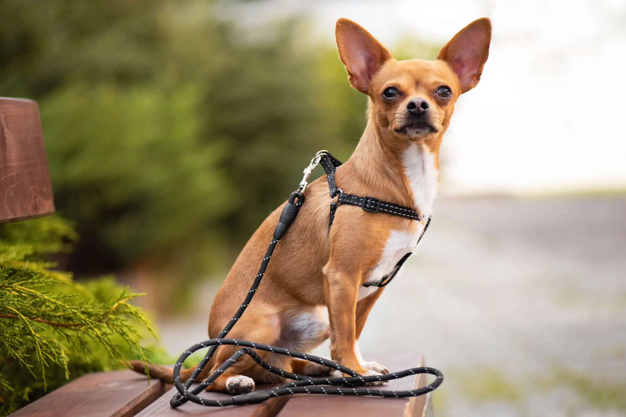 Vsepropejska Habel reflexní postroj pro psa s vodítkem Barva: Černá