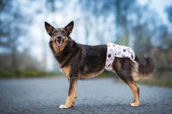Vsepropejska Lama hárací kalhotky pro psa Barva: Béžová