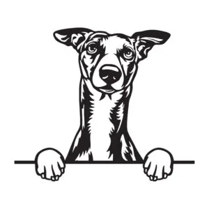 Vsepropejska Whippet 2 dřevěná dekorace na zeď Rozměr (cm): 38 x 26