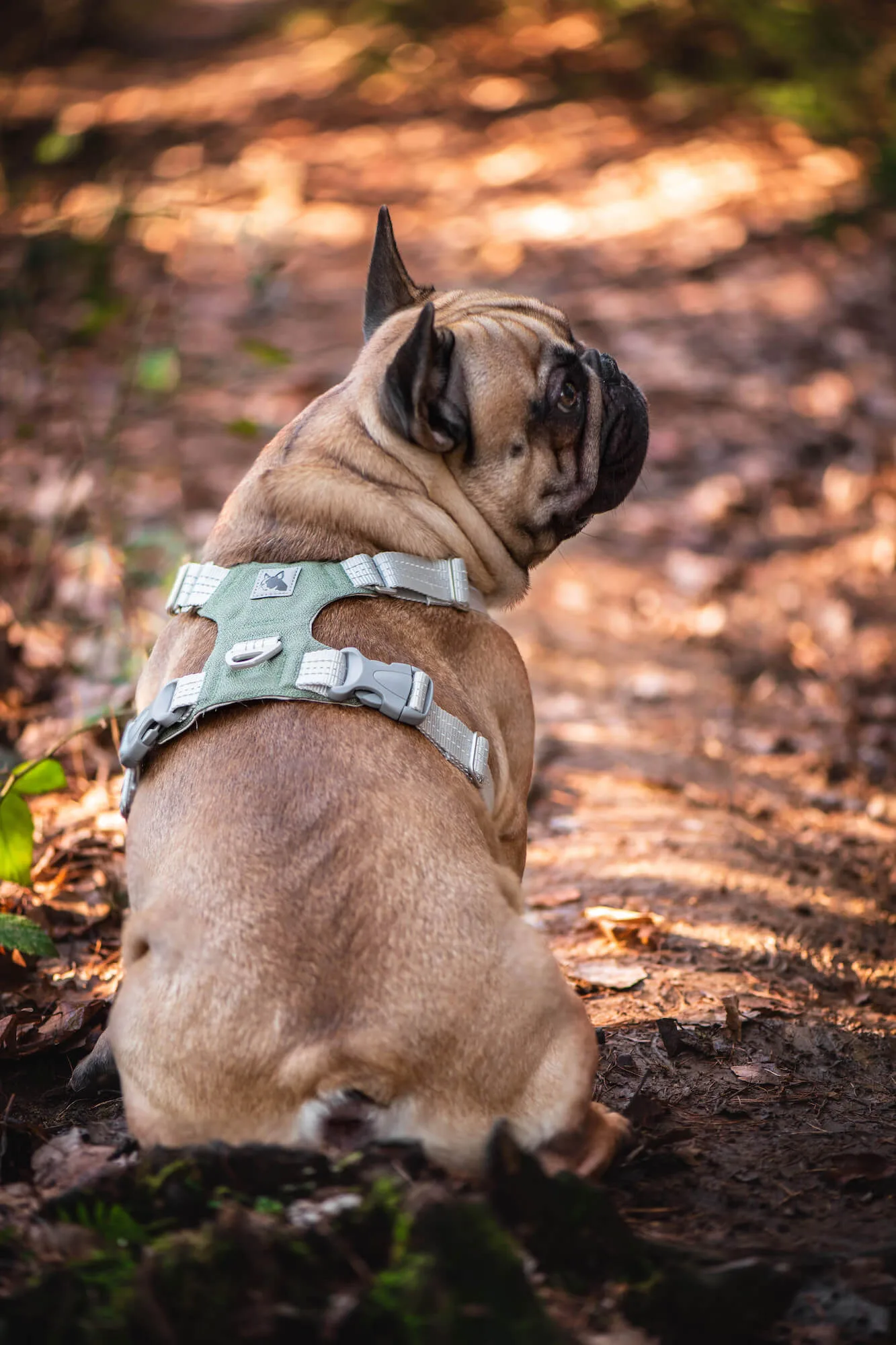 Obvod hrudníku: 36 - 45 cm