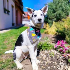 Vsepropejska Bloom hnědý šátek pro psa s květinou