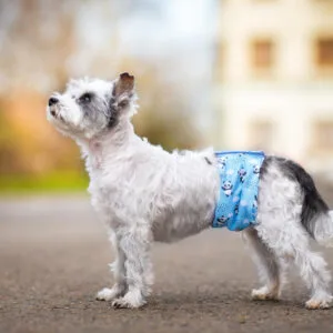 Obvod slabin (cm): 9 - 12