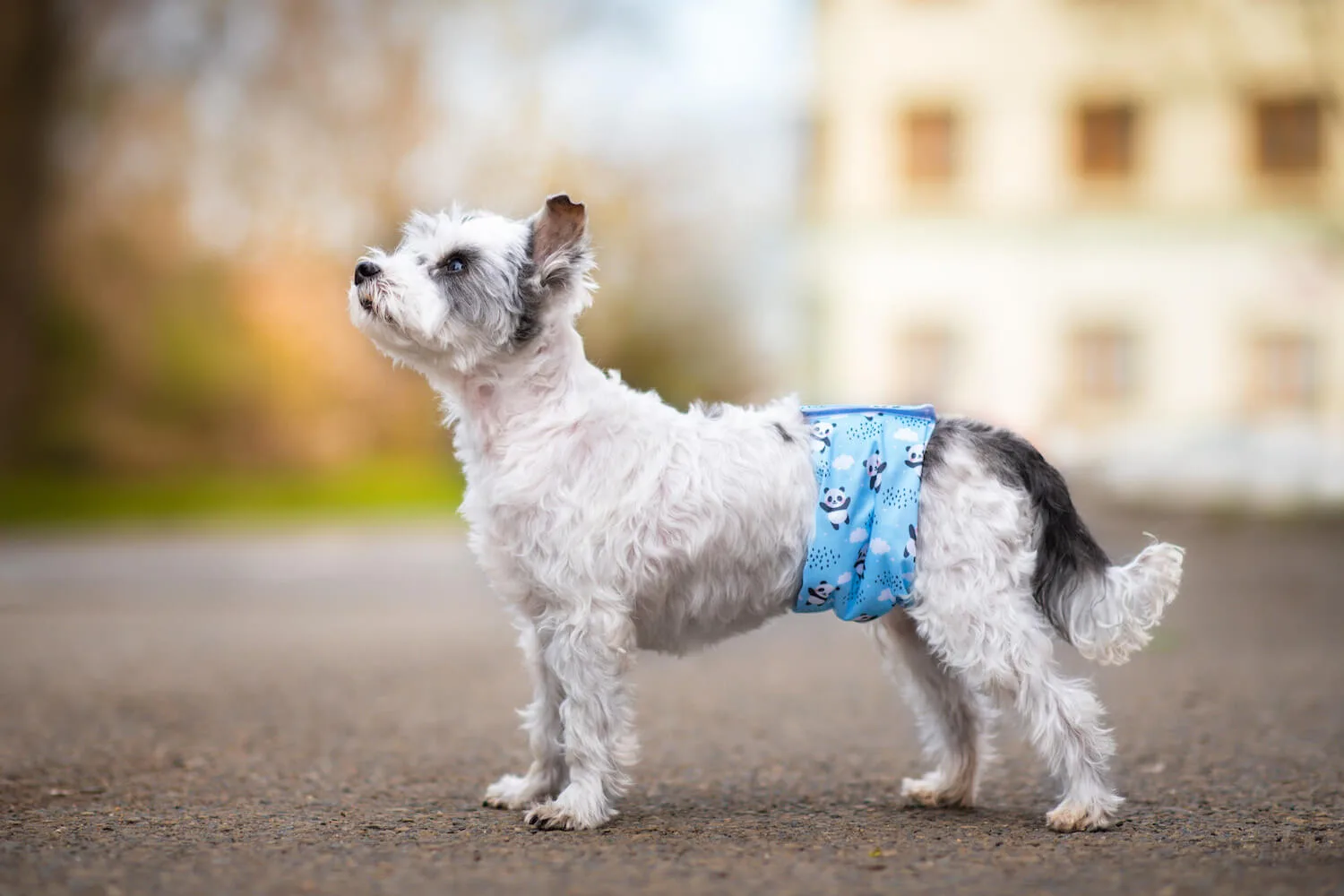 Obvod slabin (cm): 9 - 12