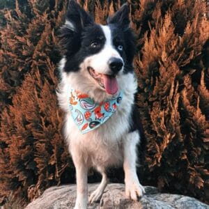 Vsepropejska Life zelený šátek pro psa