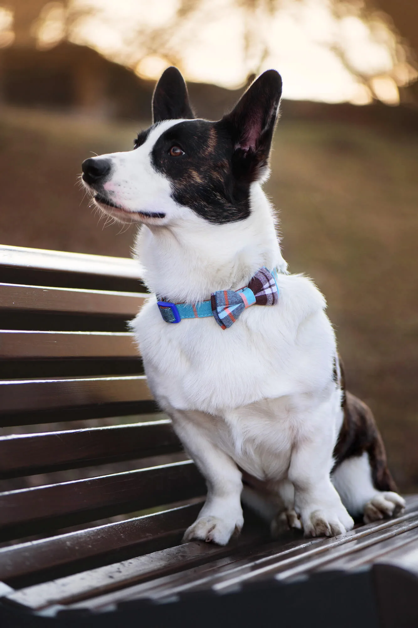 Obvod krku: 24 - 35 cm