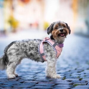 Vsepropejska Neve postroj pro psa s vodítkem | 22 – 46 cm Barva: Lososová