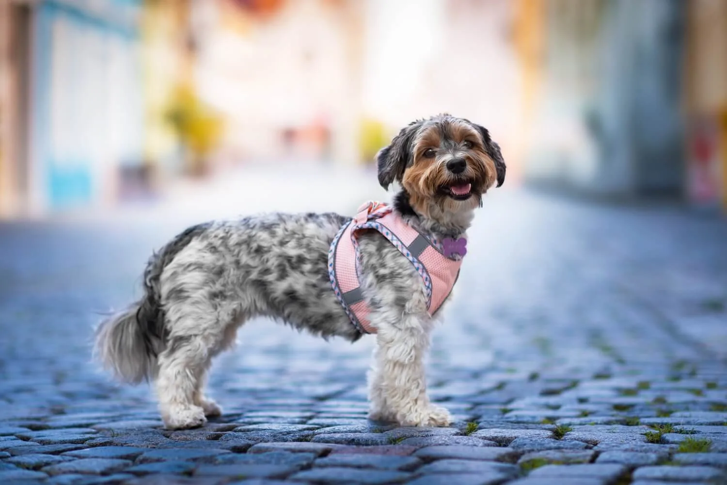 Vsepropejska Neve postroj pro psa s vodítkem | 22 – 46 cm Barva: Lososová