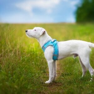 Obvod hrudníku: 40 - 46 cm