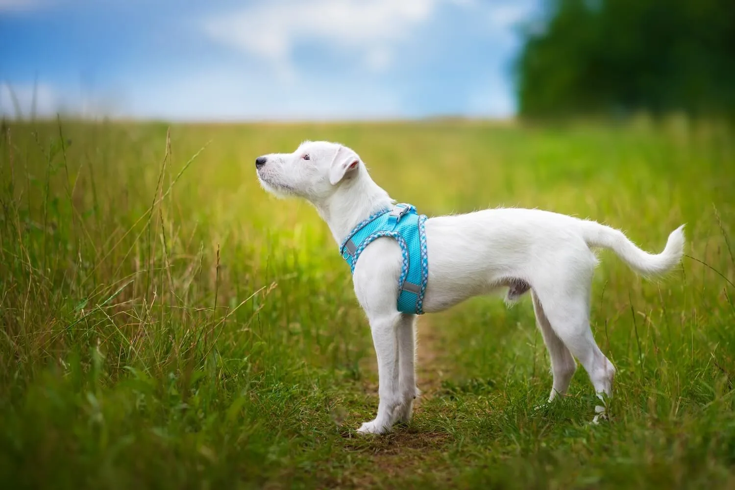 Obvod hrudníku: 40 - 46 cm