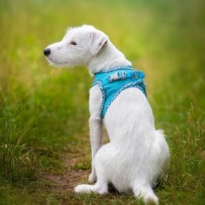 Vsepropejska Neve postroj pro psa s vodítkem | 22 – 46 cm Barva: Modrá s lemem