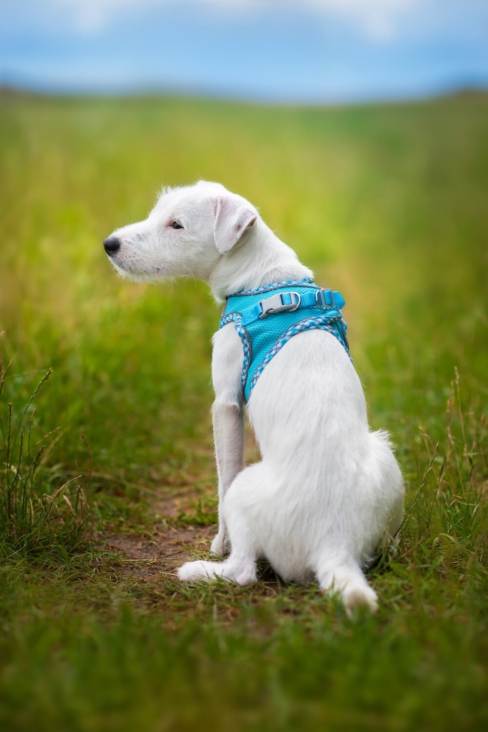 Vsepropejska Neve postroj pro psa s vodítkem | 22 – 46 cm Barva: Modrá s lemem