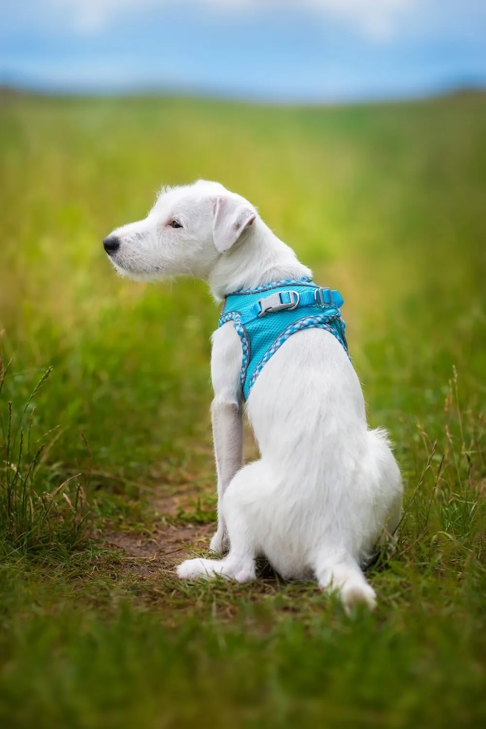 Vsepropejska Neve postroj pro psa s vodítkem | 22 – 46 cm Barva: Modrá s lemem