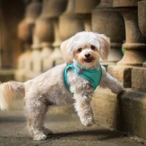 Vsepropejska Neve postroj pro psa s vodítkem | 22 – 46 cm Barva: Tyrkysová