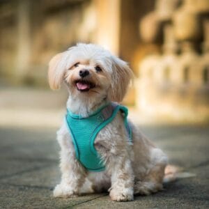 Vsepropejska Neve postroj pro psa s vodítkem | 22 – 46 cm Barva: Tyrkysová