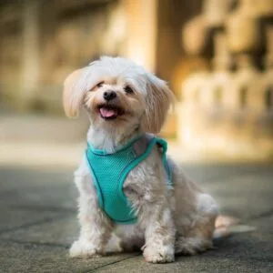 Vsepropejska Neve postroj pro psa s vodítkem | 22 – 46 cm Barva: Tyrkysová