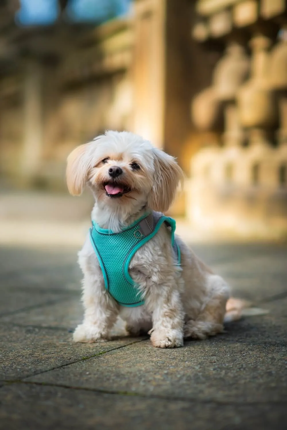 Vsepropejska Neve postroj pro psa s vodítkem | 22 – 46 cm Barva: Tyrkysová