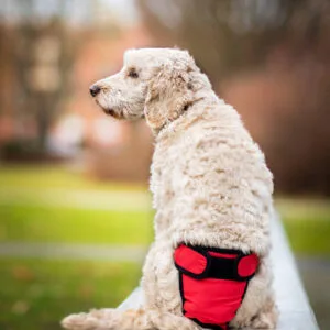 Fixed červené hárací kalhotky pro psa - vsepropejska.cz Obvod slabin (cm): 40 - 50