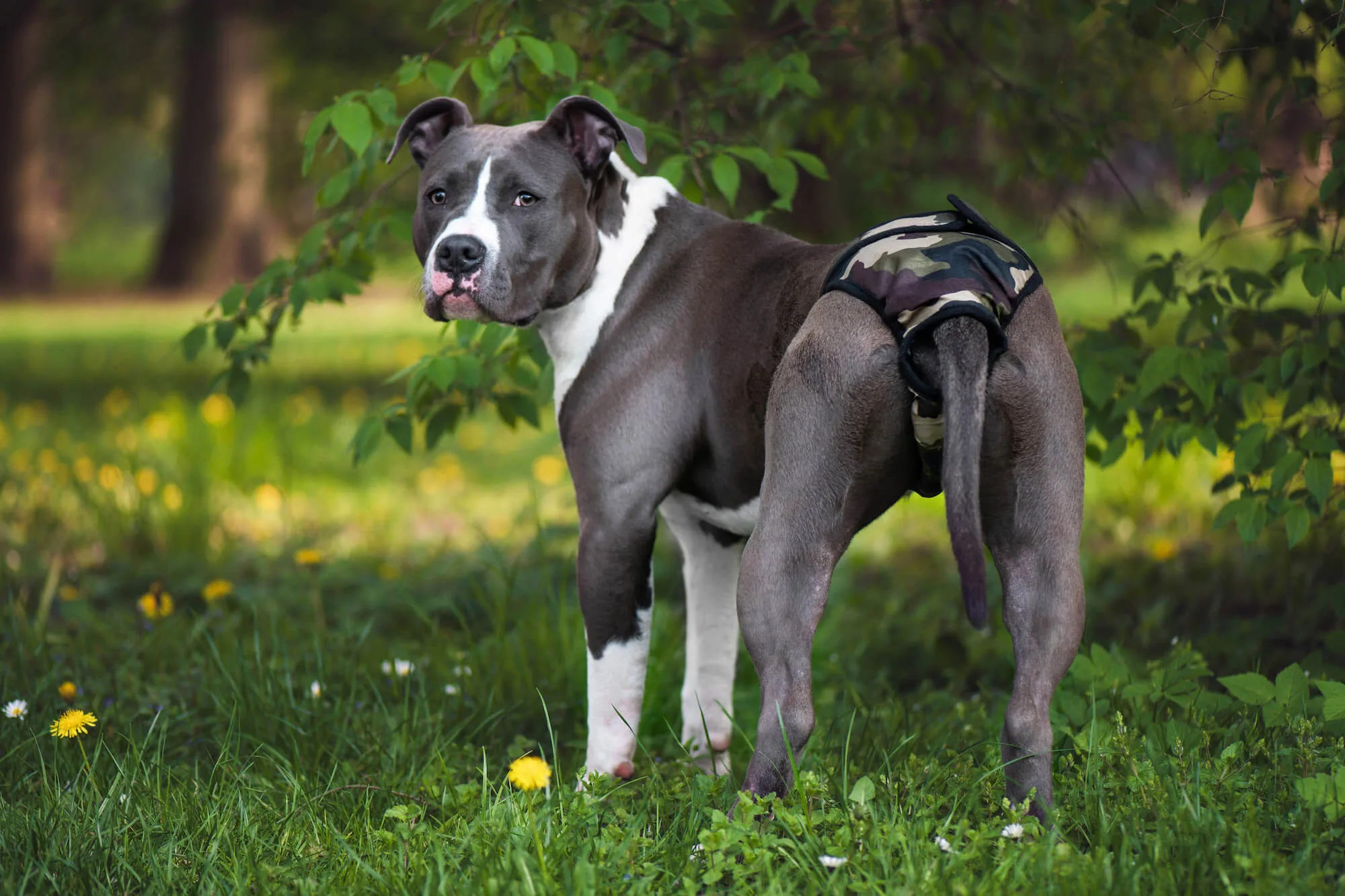 Fixed maskáčové hárací kalhotky pro psa Obvod slabin (cm): 28 - 36 - Obrázek 2