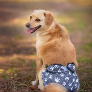 Gapa hárací kalhotky pro psa - vsepropejska.cz Barva: Šedá