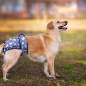 Gapa hárací kalhotky pro psa - vsepropejska.cz Barva: Šedá