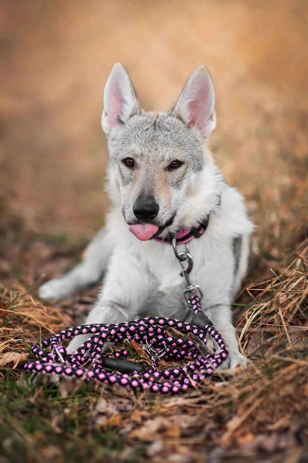 Délka vodítka: 280 cm