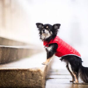 Vsepropejska Sonda oboustranný obleček pro psa Barva: Červeno-modrá