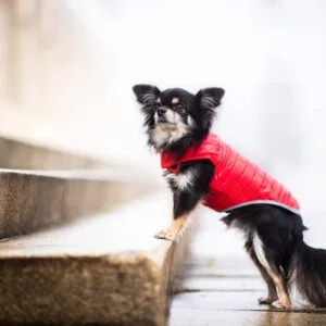 Vsepropejska Sonda oboustranný obleček pro psa Barva: Červeno-modrá