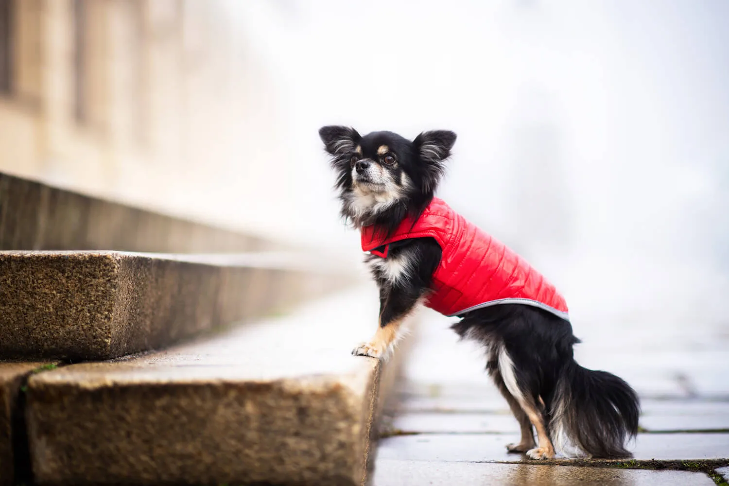 Vsepropejska Sonda oboustranný obleček pro psa Barva: Červeno-modrá