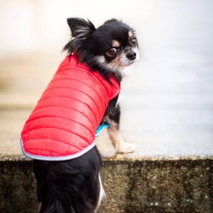 Vsepropejska Sonda oboustranný obleček pro psa Barva: Červeno-modrá
