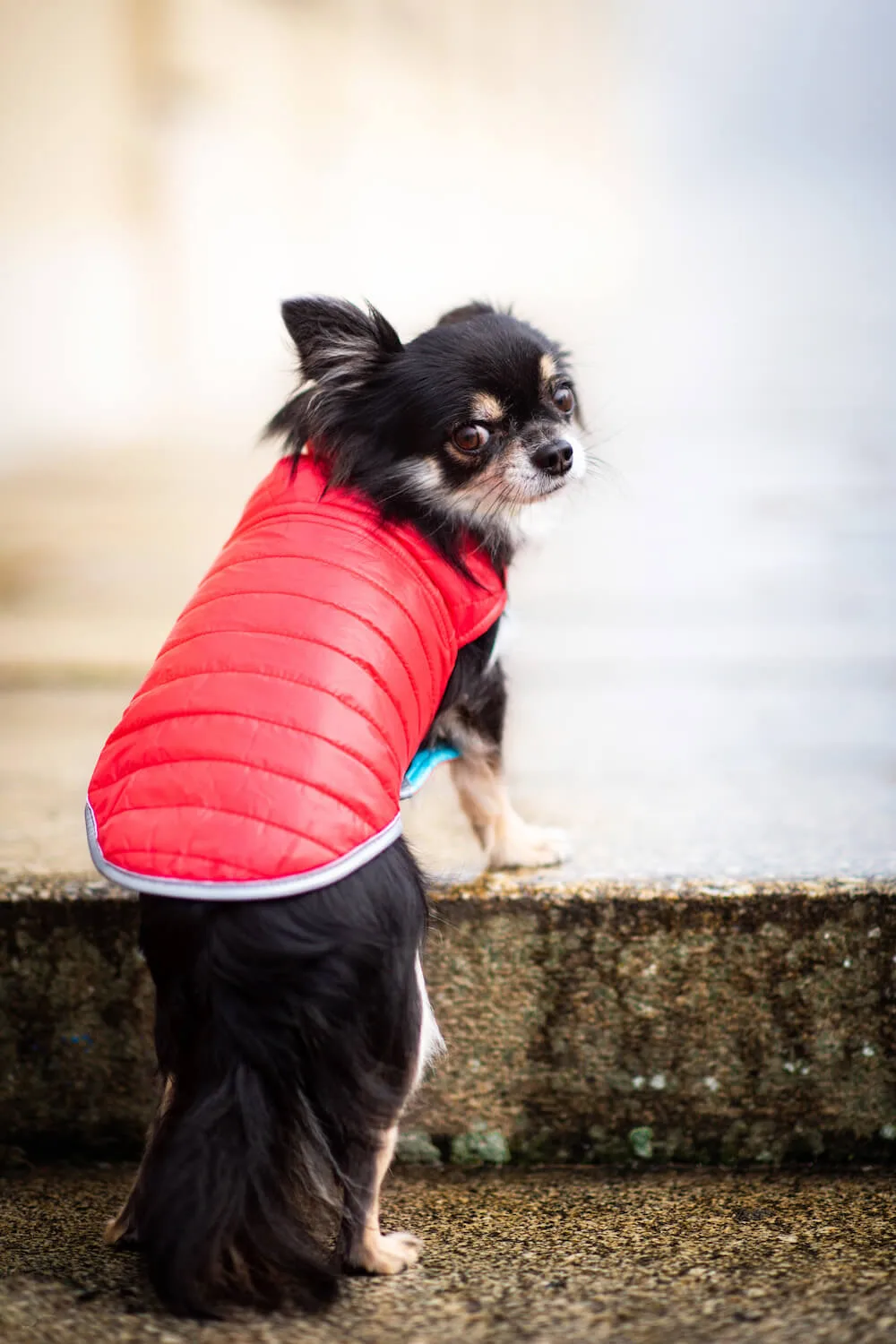 Vsepropejska Sonda oboustranný obleček pro psa Barva: Červeno-modrá