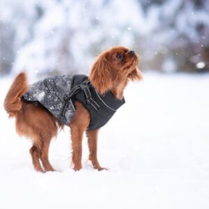 Délka zad (cm): 35 - 37