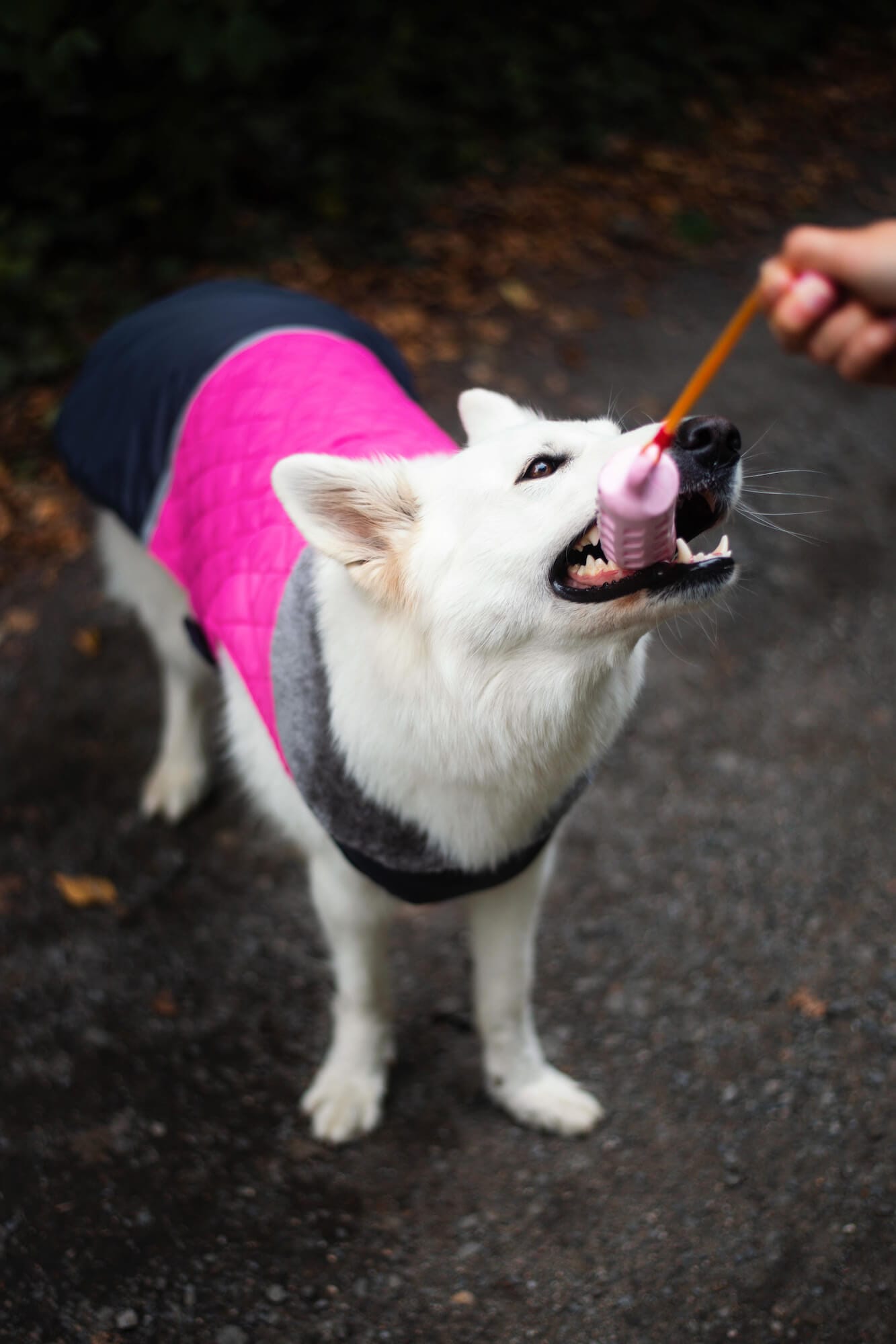 Chris přetahovadlo pro psa se smyčkou Barva: Žlutá - Obrázek 2