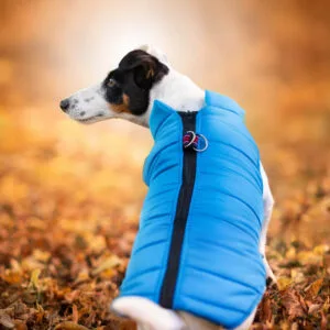 Vsepropejska Color-rainy obleček pro psa na zip Barva: Modrá