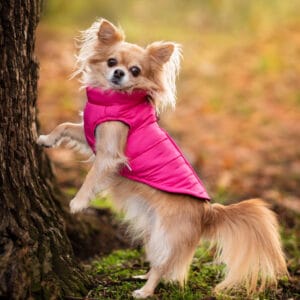 Vsepropejska Color-rainy obleček pro psa na zip Barva: Růžová