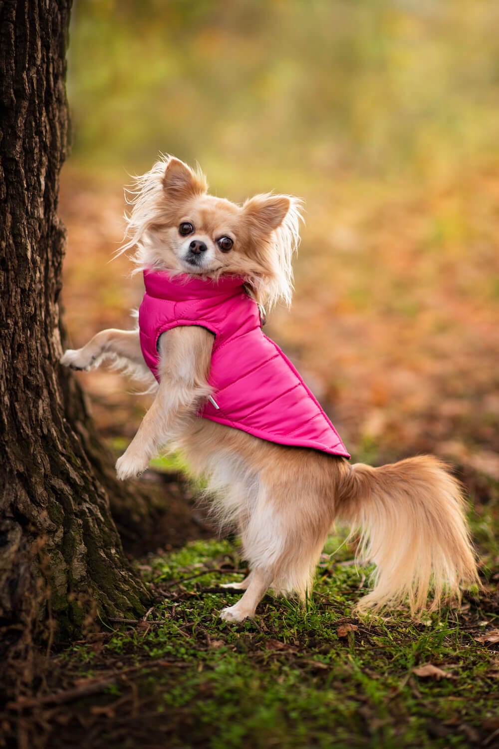 Vsepropejska Color-rainy obleček pro psa na zip Barva: Růžová