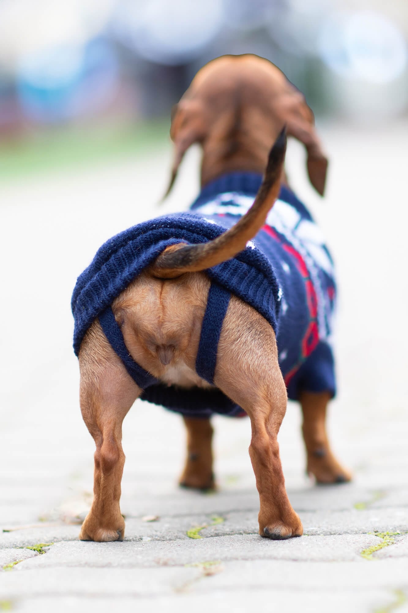 Délka zad (cm): 41-44