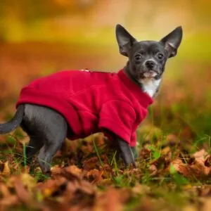 Vsepropejska Hello fleecová mikina pro psa Barva: Červená