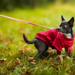 Vsepropejska Hello fleecová mikina pro psa Barva: Červená