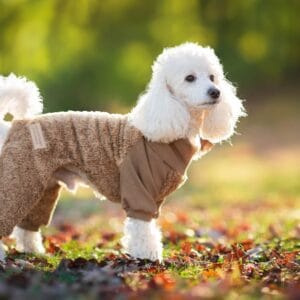 Vsepropejska Kanti chlupatá kombinéza pro psa Barva: Béžová