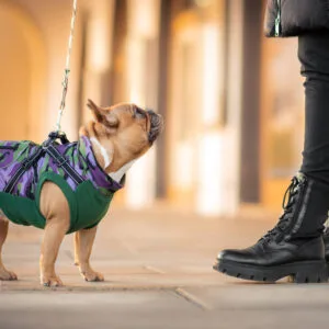 Vsepropejska Pardál zimní bunda pro psa s postrojem Barva: Zelená