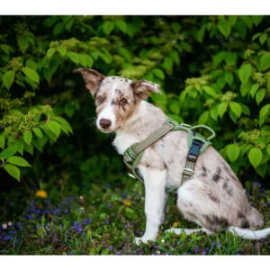 Vsepropejska Porto sportovní postroj pro psa Barva: Zelená