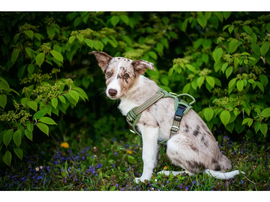 Vsepropejska Porto sportovní postroj pro psa Barva: Zelená