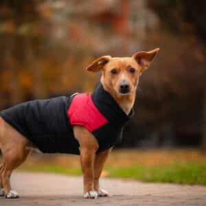 Vsepropejska Slim-rainy obleček pro psa na zip Barva: Černo-červená