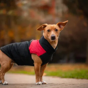Vsepropejska Slim-rainy obleček pro psa na zip Barva: Černo-červená