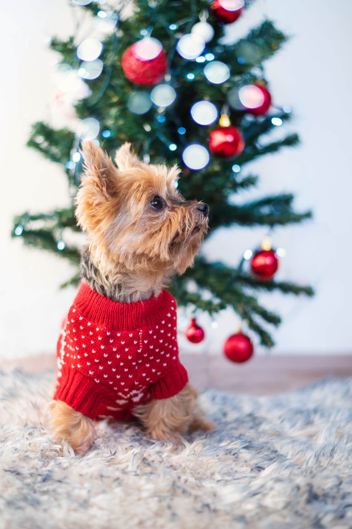 Délka zad (cm): 38-40