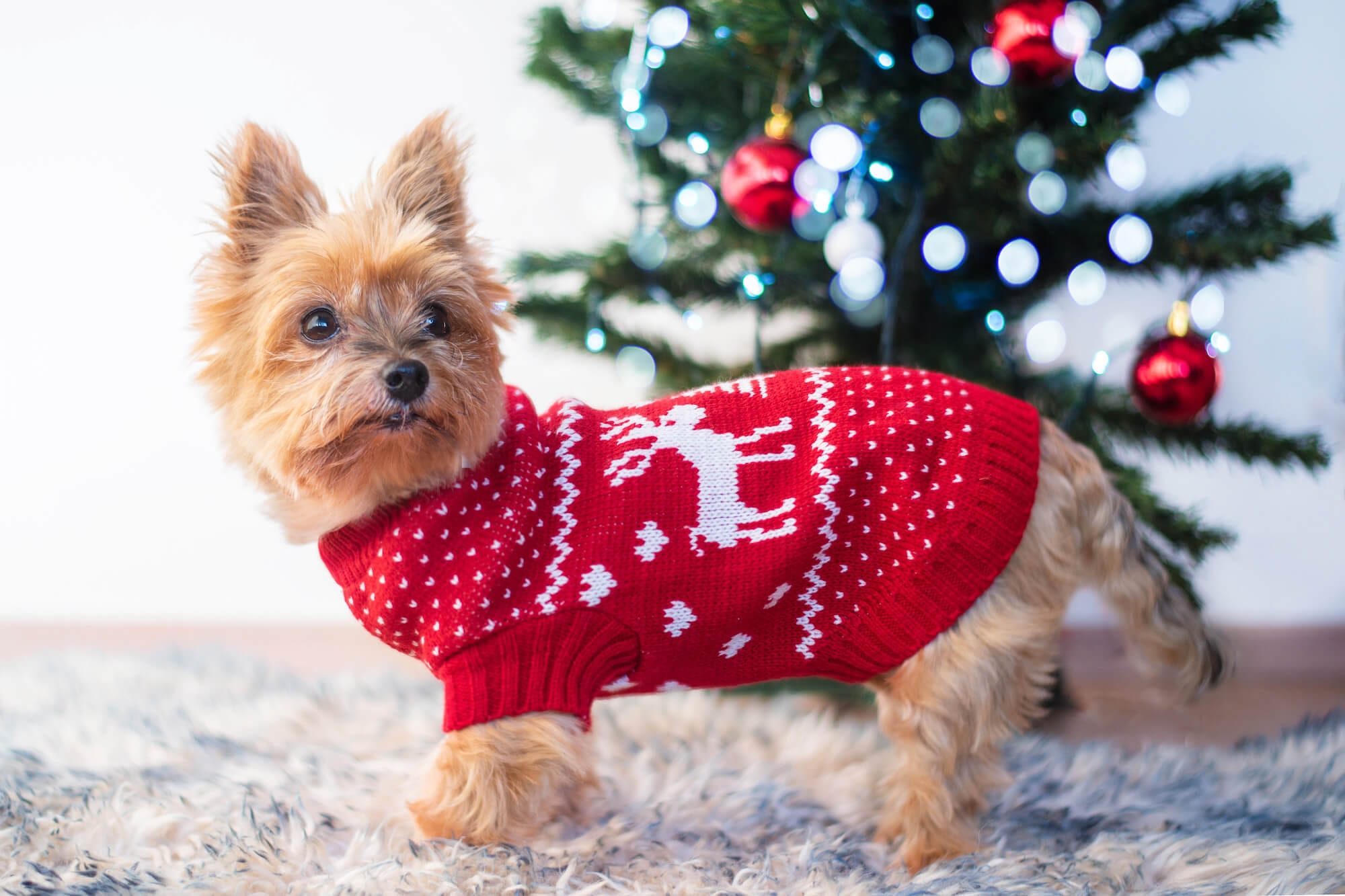 Vsepropejska Stag Vánoční svetr pro psa Barva: Červená