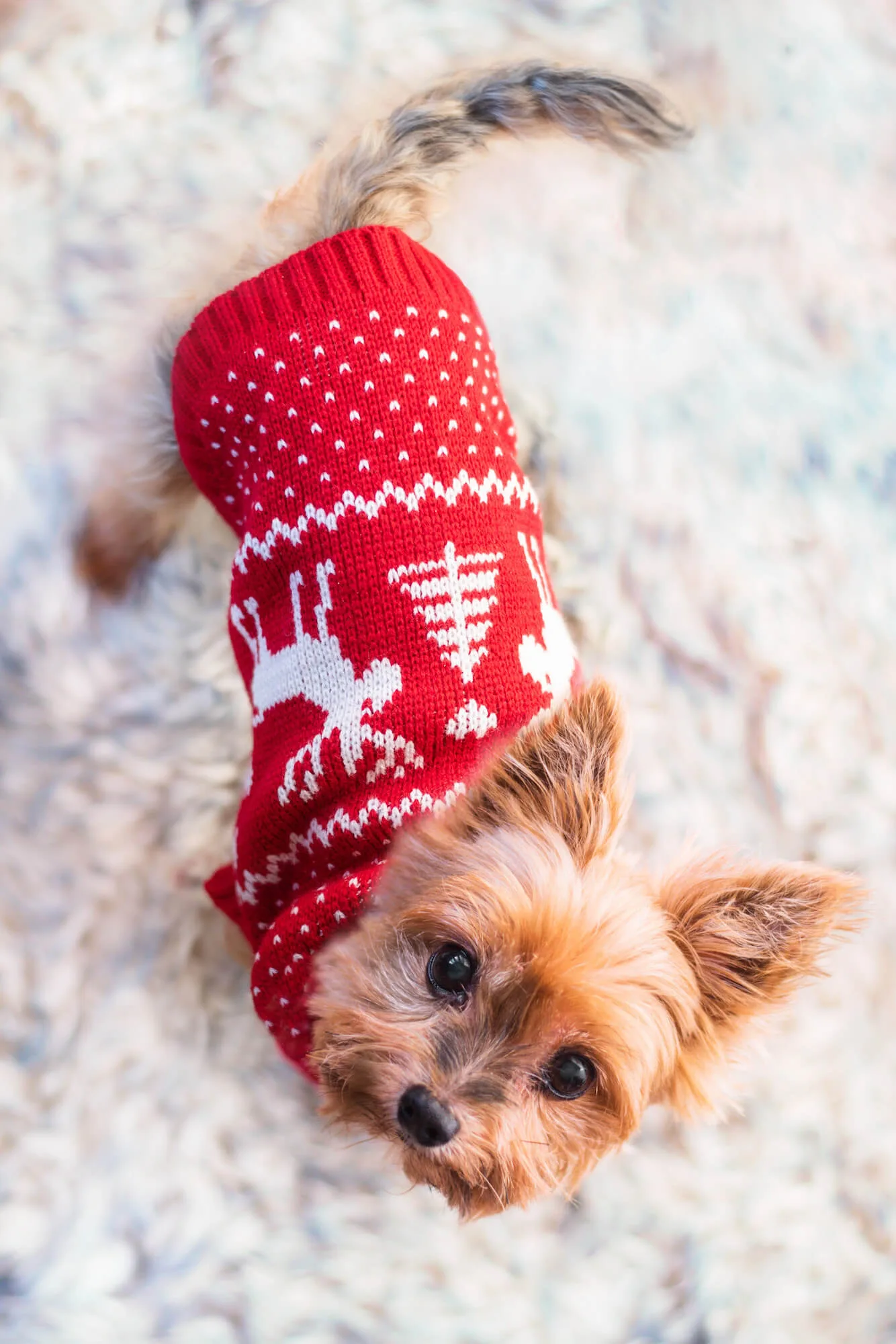 Délka zad (cm): 38-40