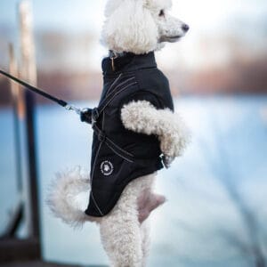 Vsepropejska Stuart obleček pro psa na zip Barva: Černá