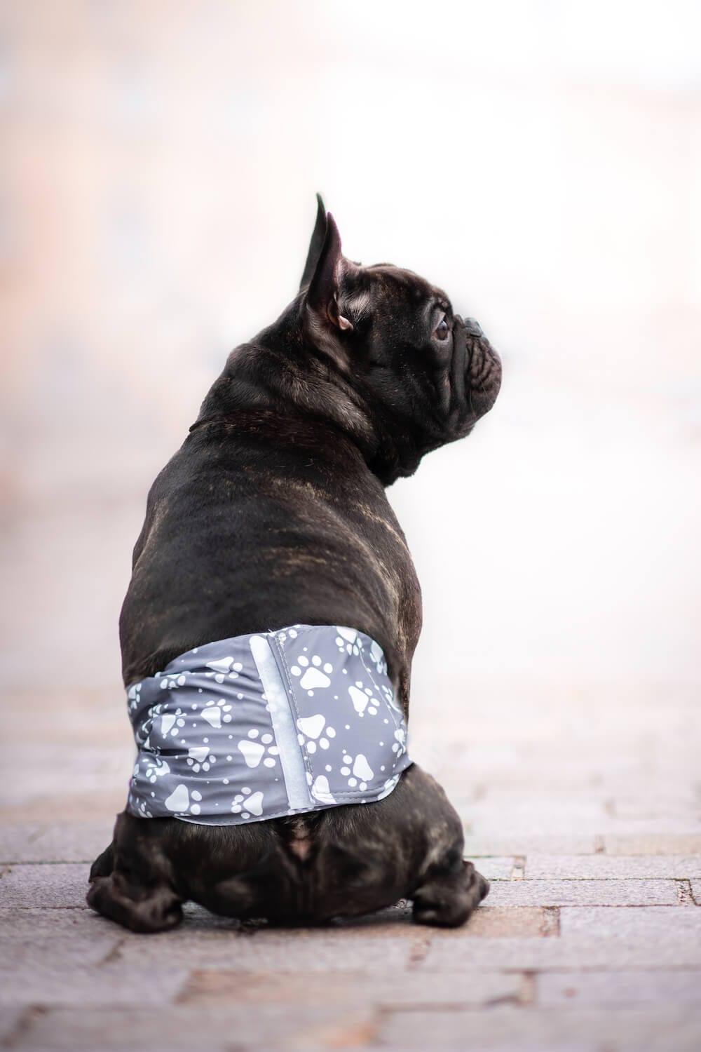 Obvod slabin (cm): 59 - 65