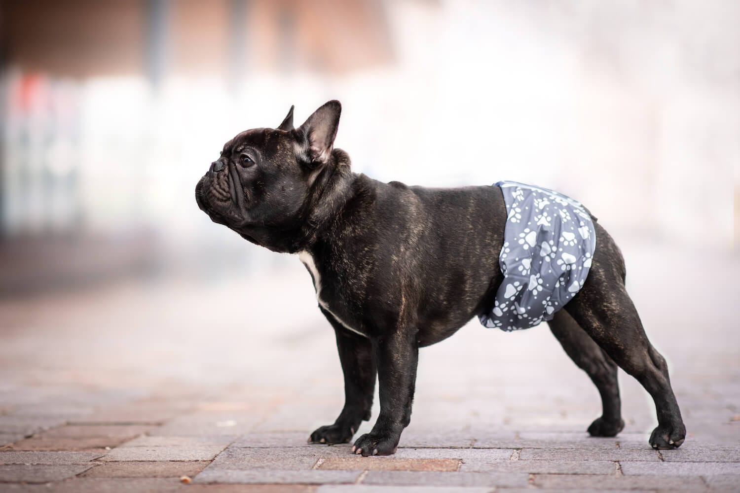 Vsepropejska Tuma protiznačkovací pás pro psa Barva: Šedá